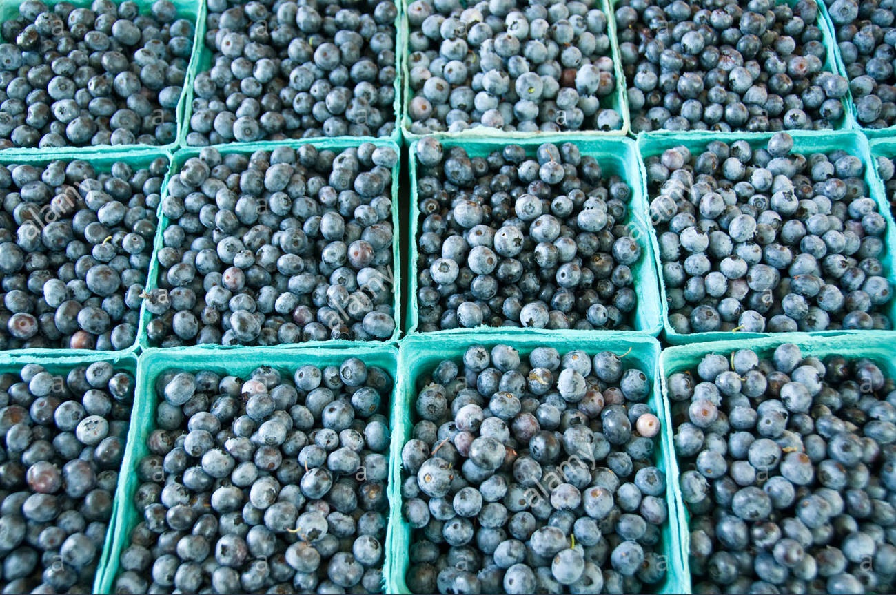 Fresh Blueberries 16 Pints