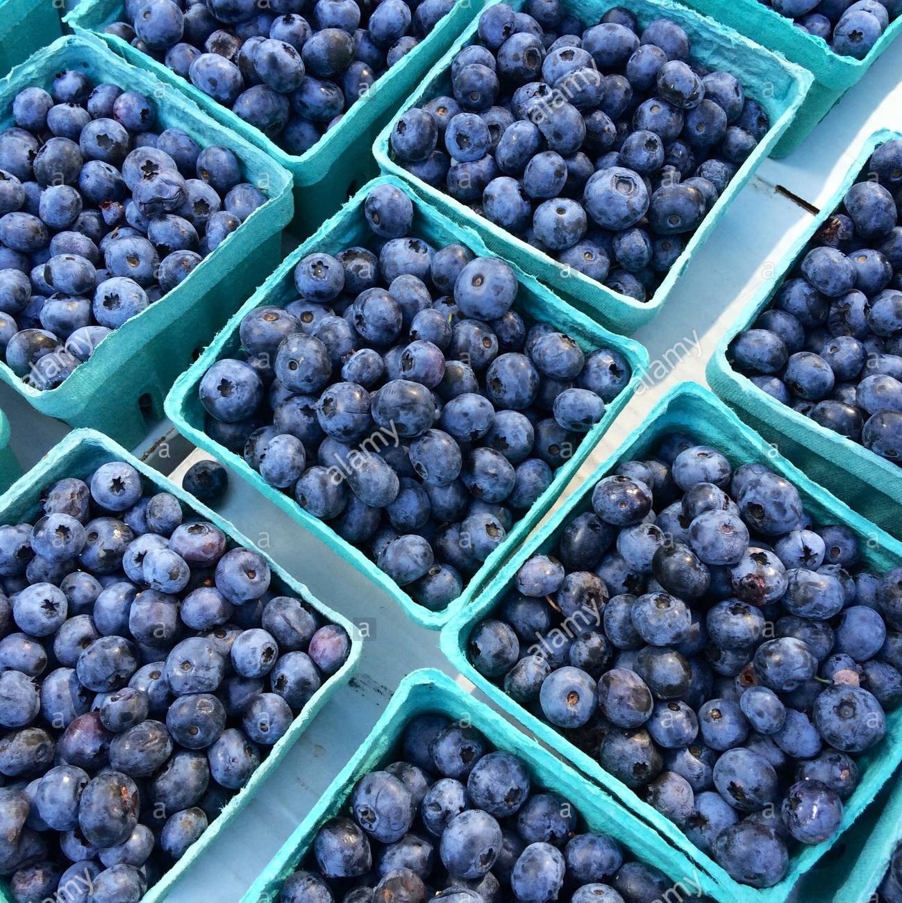 Fresh Blueberries 8 Pints